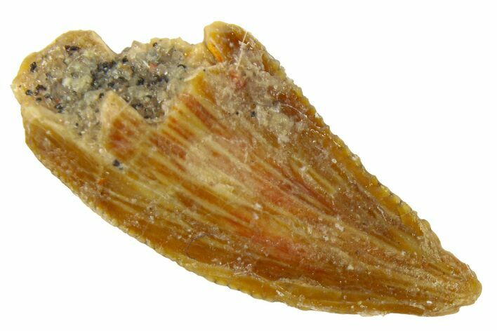 Bargain Raptor Tooth - Real Dinosaur Tooth #300826
